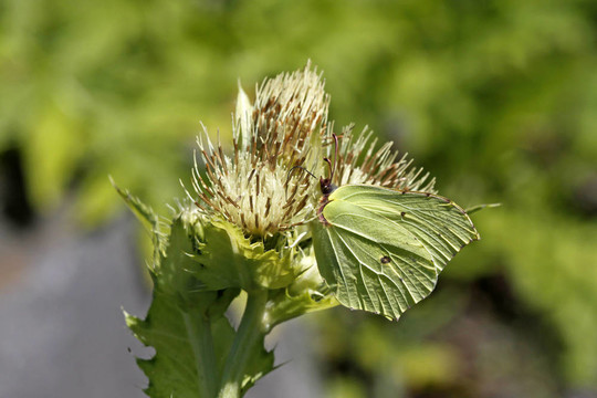 普通硫磺；Gonepteryx rhamni