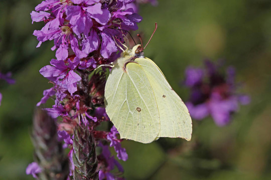 普通硫磺；Gonepteryx rhamni