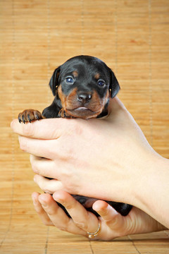 迷你杜賓犬的小狗