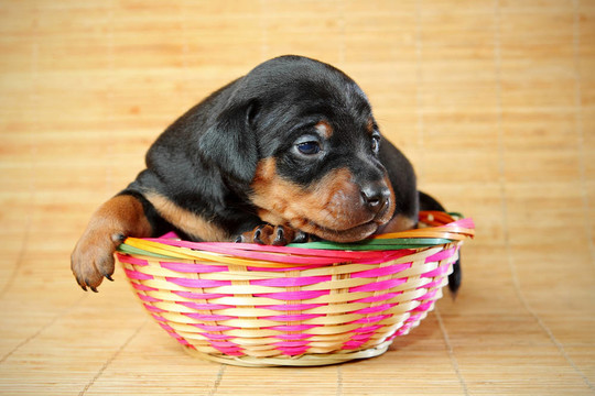 迷你杜賓犬的小狗