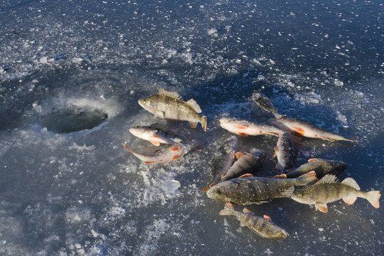 冰上的魚
