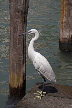 小白鷺（Egretta garzetta）