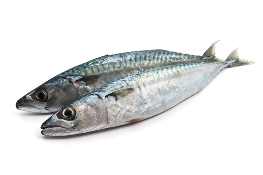 兩個(gè)新鮮鯖魚(yú)