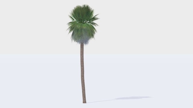 墨西哥棕櫚樹