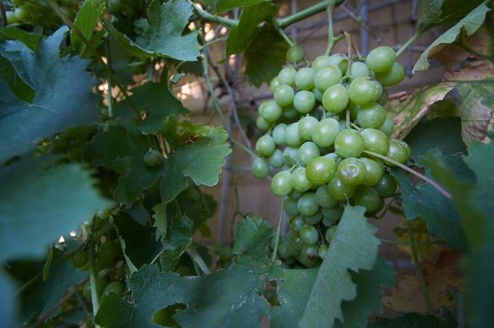 葡萄在陰涼處