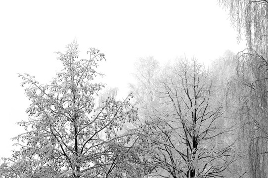 早冬New Snow