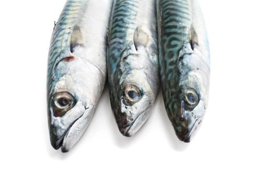 鯖魚特寫