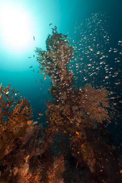 在紅海的珊瑚礁和GlassFish。