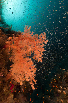 在红海的珊瑚礁和GlassFish。