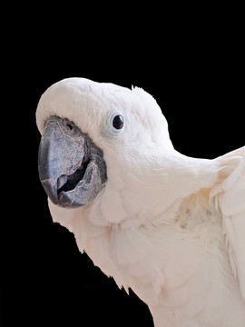 白色鳳頭鸚鵡（Cacatua alba）是一家中型長(zhǎng)鸚鵡特有的印度尼西亞島。