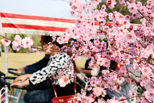 櫻花游人