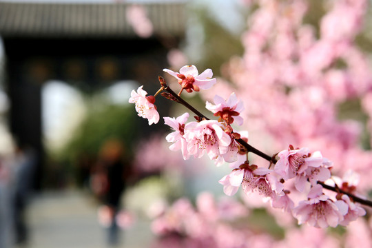 櫻花