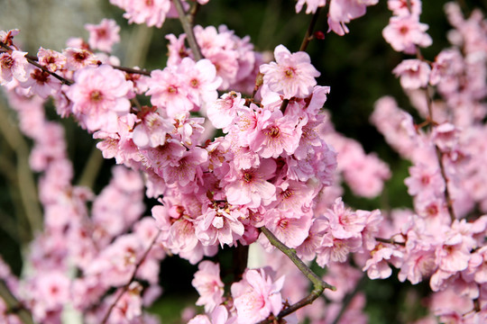 櫻花滿枝