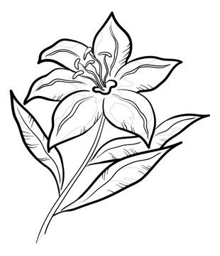 摘要花；象形文字