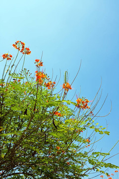 孔雀花的鳳凰樹
