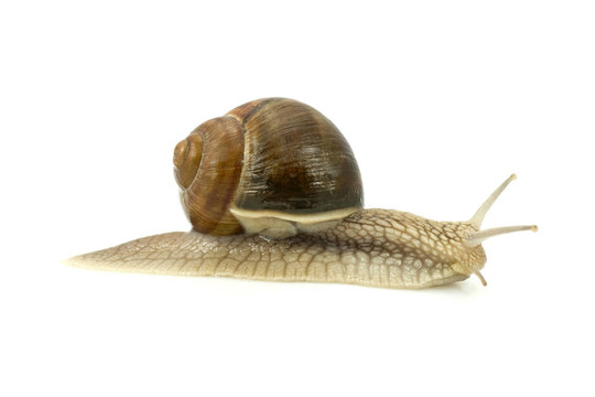 蝸牛爬行