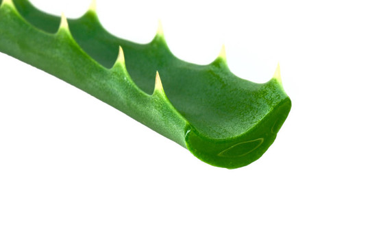蘆薈