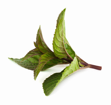 薄荷葉