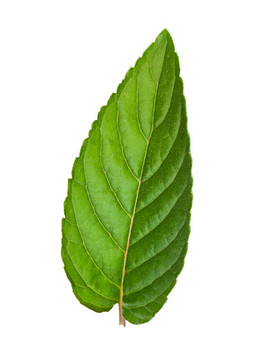薄荷葉