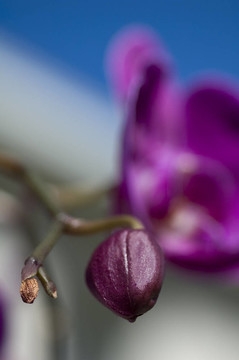 蘭花準(zhǔn)備開花