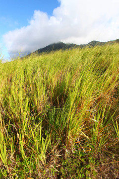 圣基茨島山liamuiga
