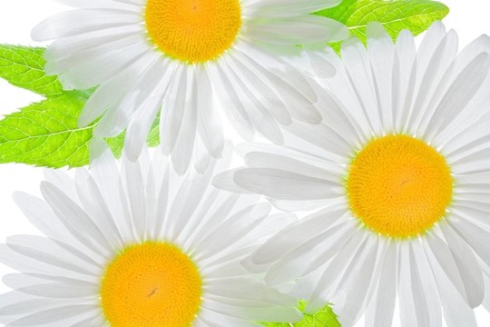 白色的花