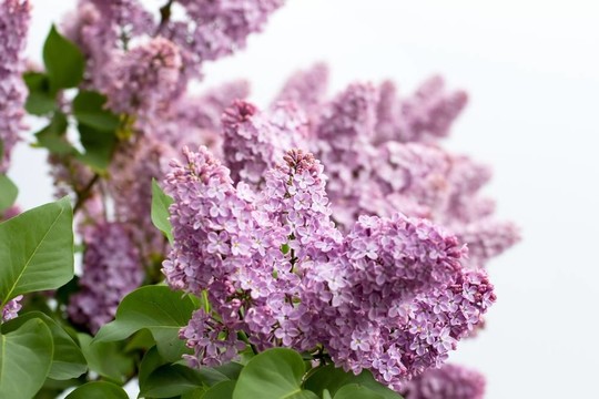 盛開的丁香花