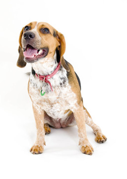比格犬