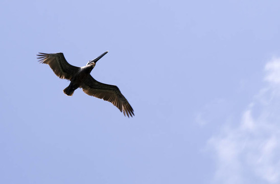 Pelican飛