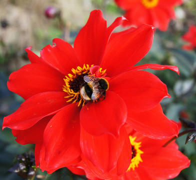紅花蜂