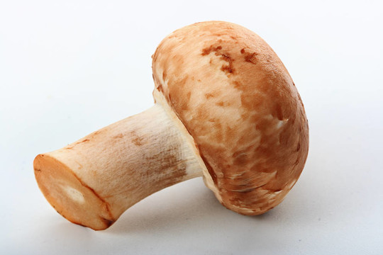 白鮮菇