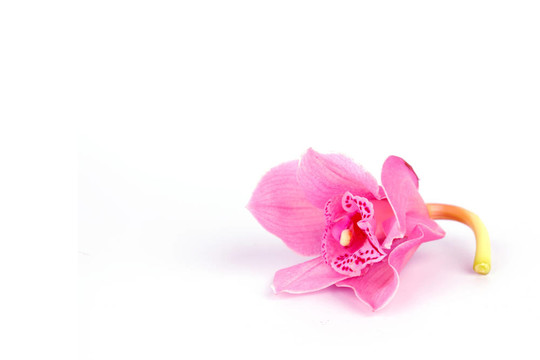蘭花孤立