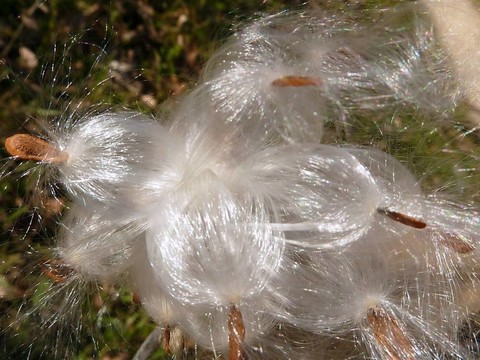 乳草屬植物的種子