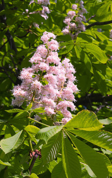板栗樹(shù)的花