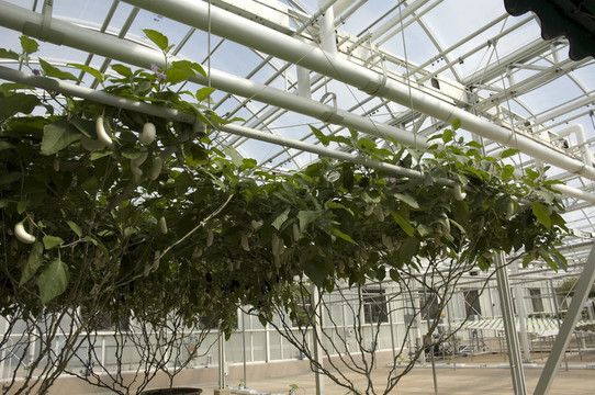水培種植蔬菜