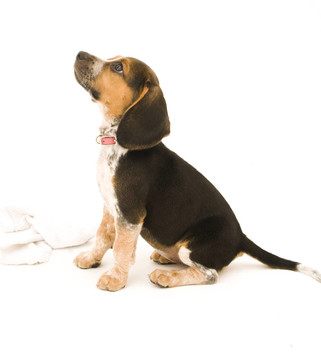 比格犬和襪子