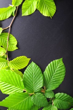 葉子和分隔開的