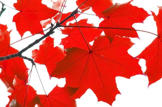 紅色的秋葉