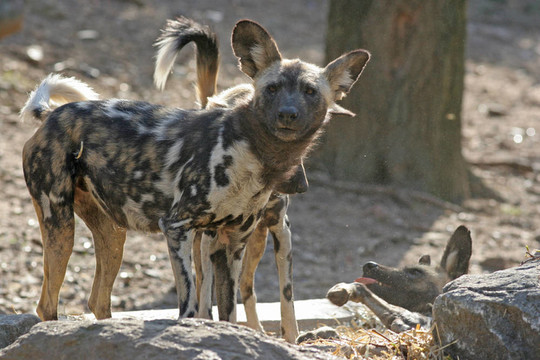 非洲野犬