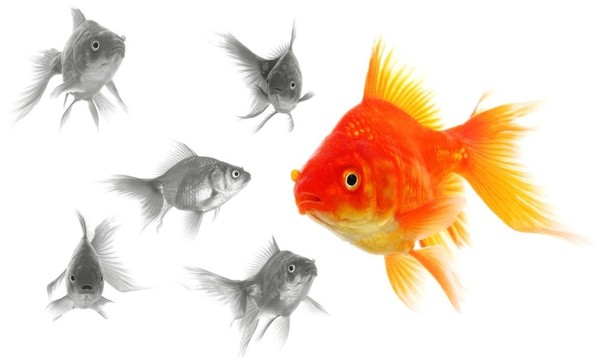 個人的金魚