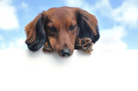 紅色長毛獵犬以上空白符號