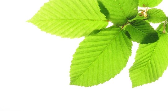 葉分離