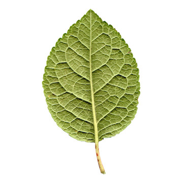 剪枝葉