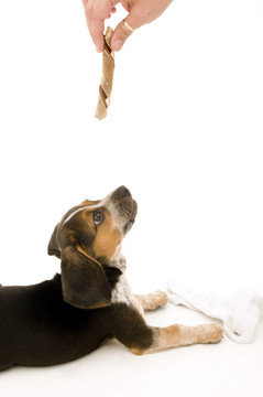 在前面的小獵犬保持治療