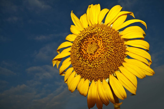 太陽花