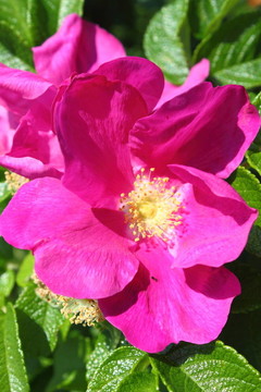 狗薔薇花