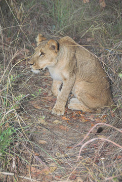 非洲獅（Panthera leo）