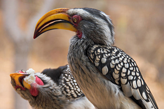 兩黃嘴犀鳥（Tockus leucomelas）