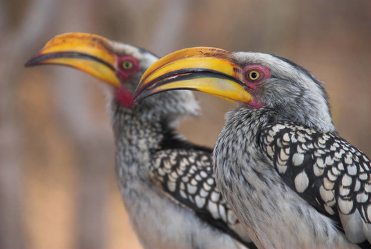 兩黃嘴犀鳥（Tockus leucomelas）