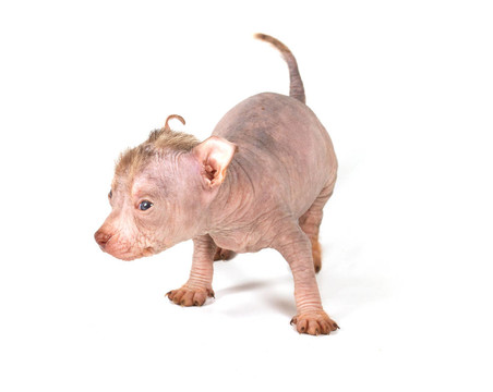 中國冠毛犬幼犬